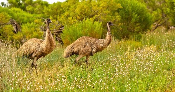 Hikes Warepil lookout loop 600x315