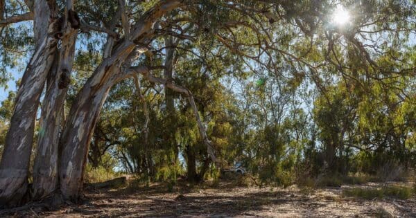 Hikes Woodlands walk 600x315