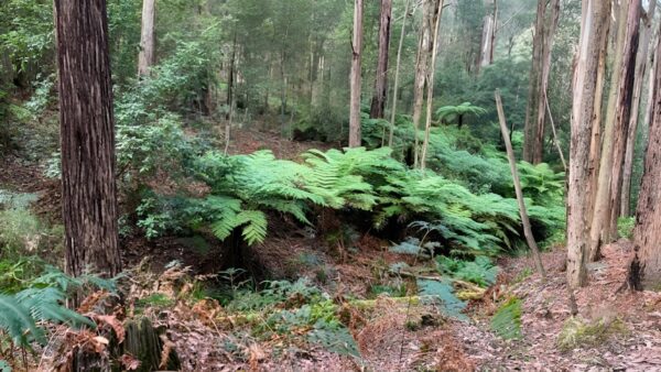 Blue gum loop hike (22km)