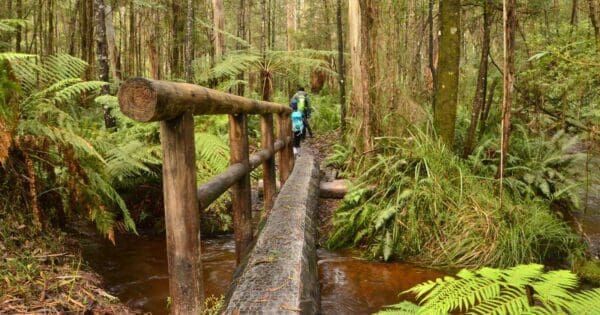 Australian Alps Walking Track - AAWT (655km) Upper yarra walking track 600x315