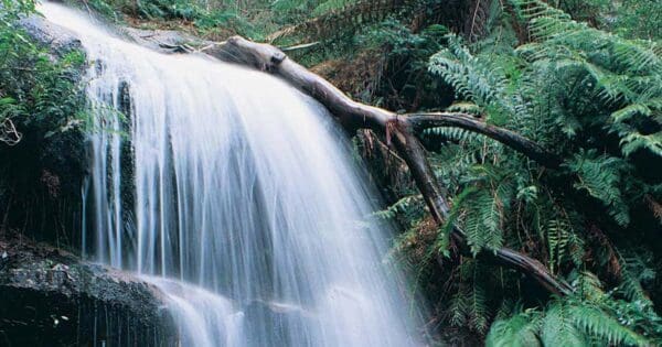 Hikes Ferntree falls nature walk 600x315