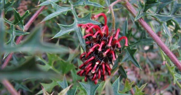 Grevillia walk 600x315