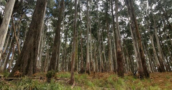 Hikes Middle creek walk 600x315