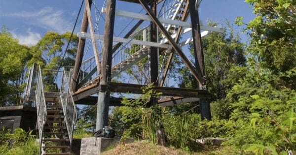 Mount Allan Trail Hike (11km) Mount allan fire trail 600x315