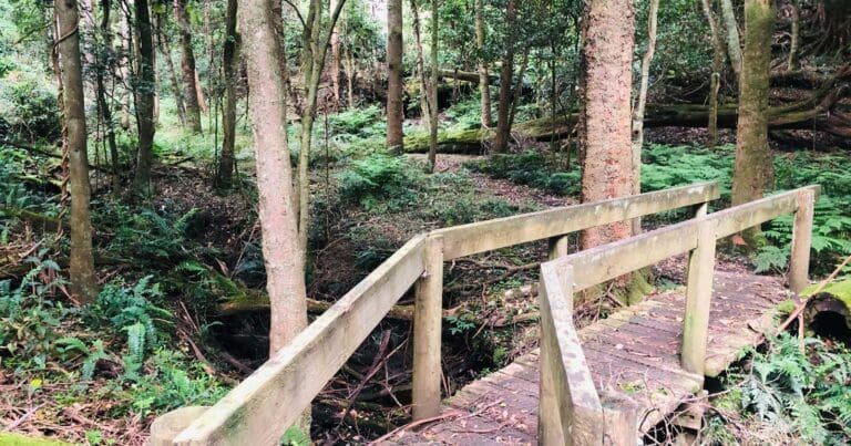 Marsdenia rainforest walk 768x403