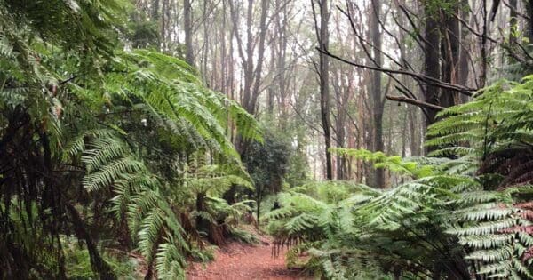 Valley & Eagle Nest Loop Hike (7.9km) Dandenong ranges circuit 600x315