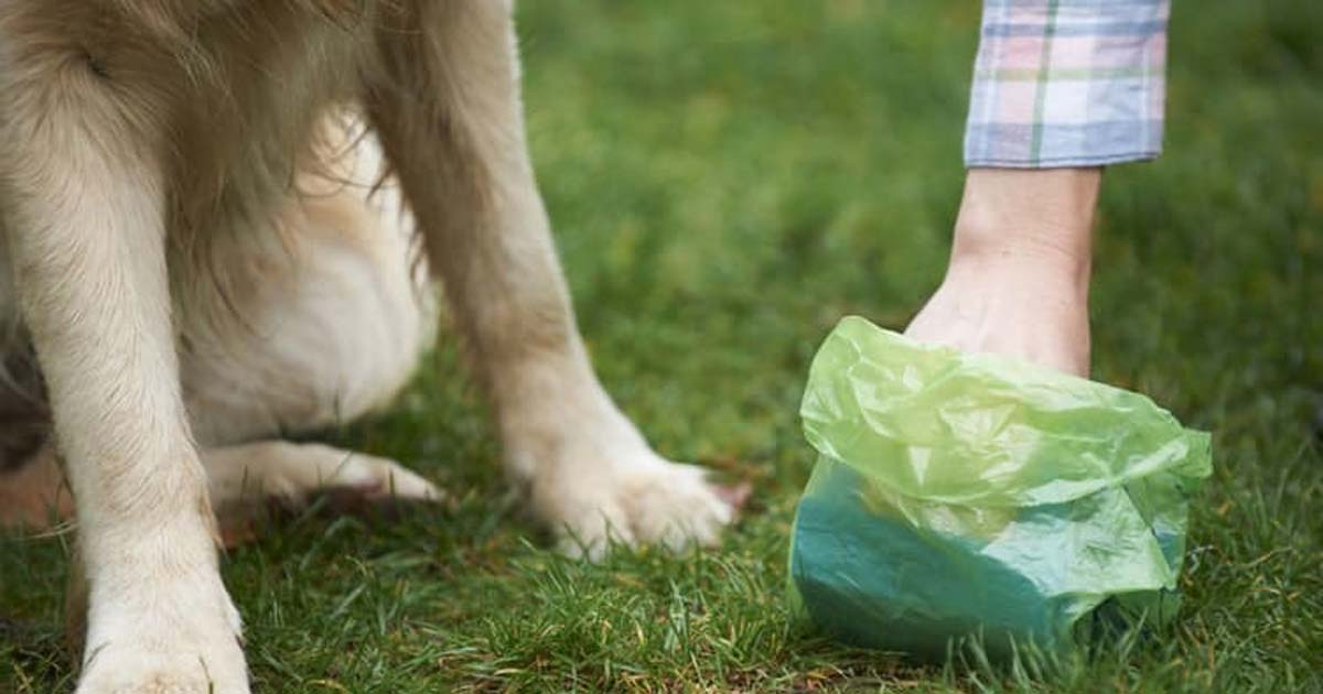 Dealing with dog's poop