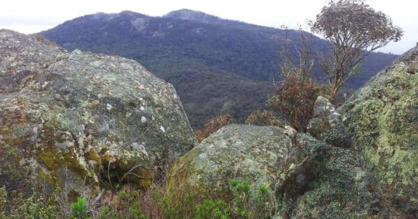 Beeripmo Walk (21km) Trail hiking mount gorrin victoria 600x315