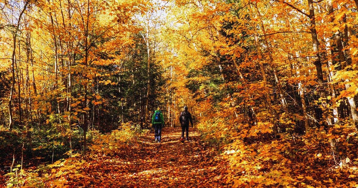 Autumn Foliage