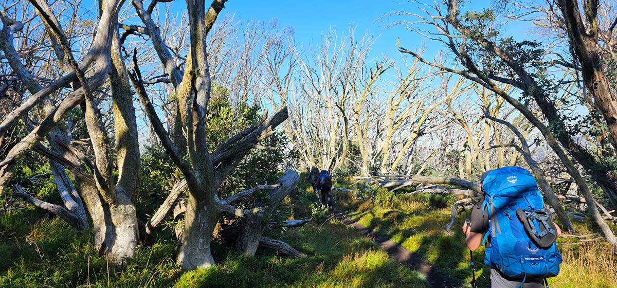 Buller huts trail