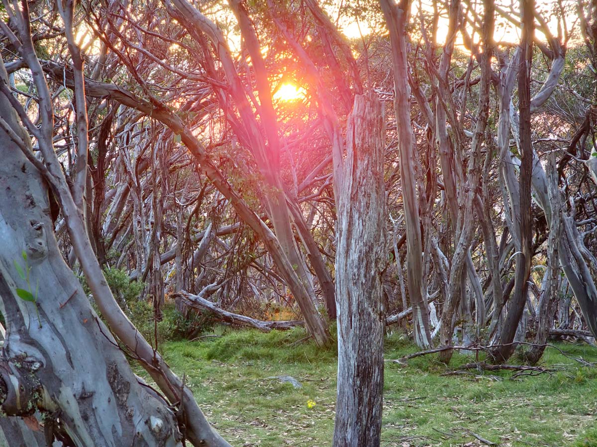 Buller Huts Trail