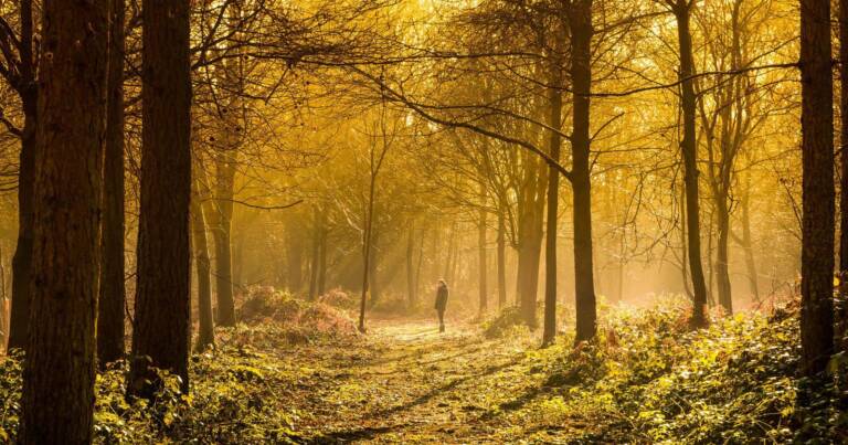 Bush and forest therapy provides healing in nature