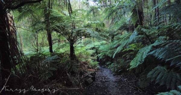 Dandenong Ranges Circuit Hike (15.7km) Valley and eagle nest loop 600x315