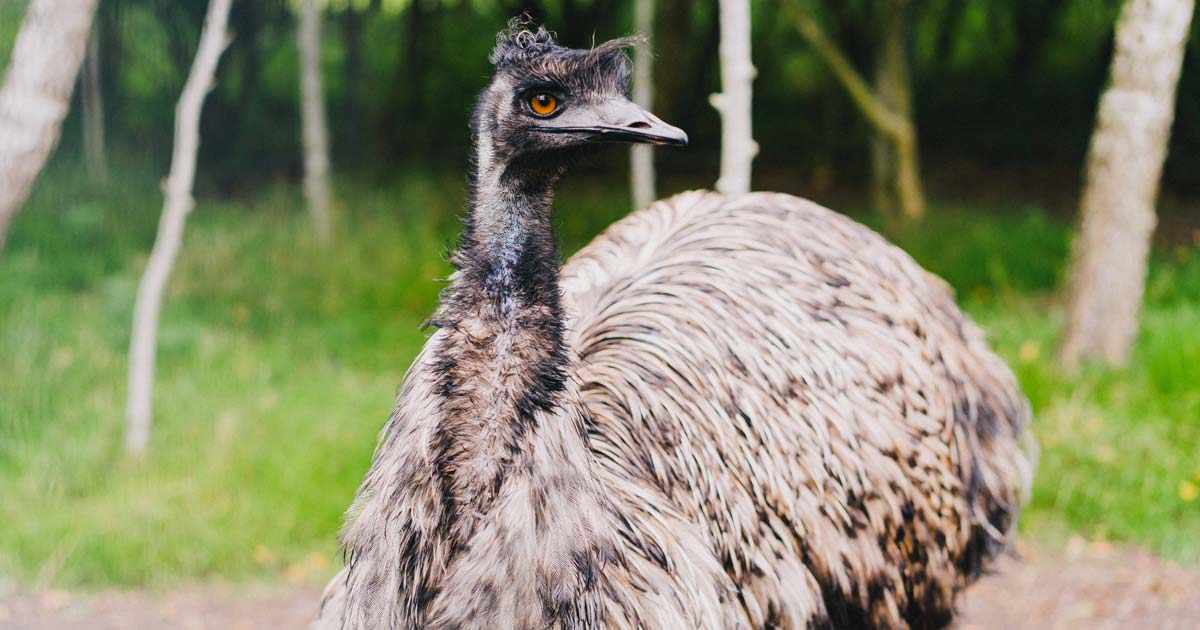 Australian emu