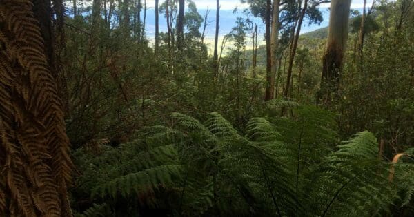 Mount Donna Buang to Dom Dom Saddle Mount donna buang to dom dom saddle