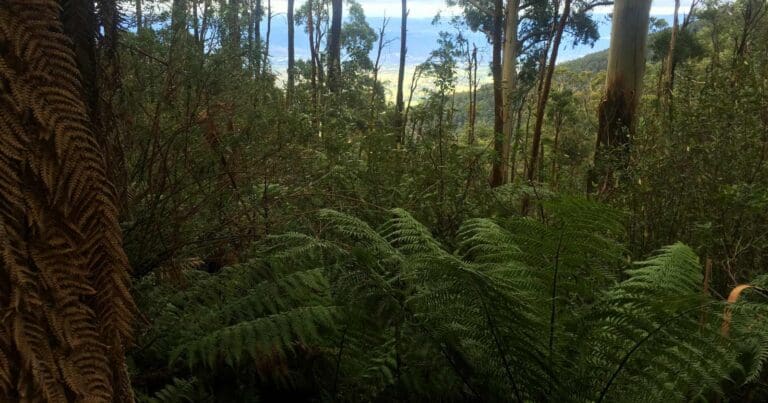 Mount donna buang to dom dom saddle