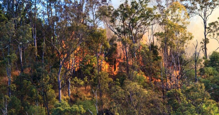 Bushfire safety for hikers