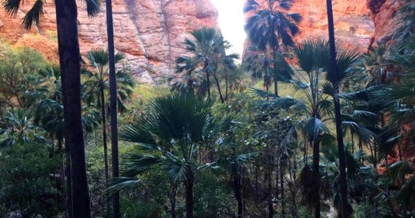 Mini palms gorge trail