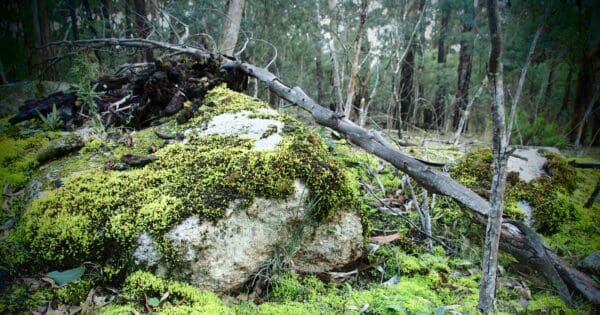 Cobaw northern circuit