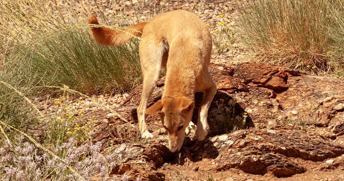 Australian wildlife to avoid when hiking Dingo searching for food australia