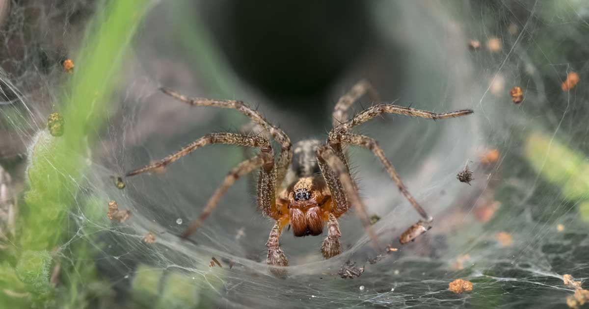Australian wildlife to avoid when hiking Labyrinth or funnel-web spider