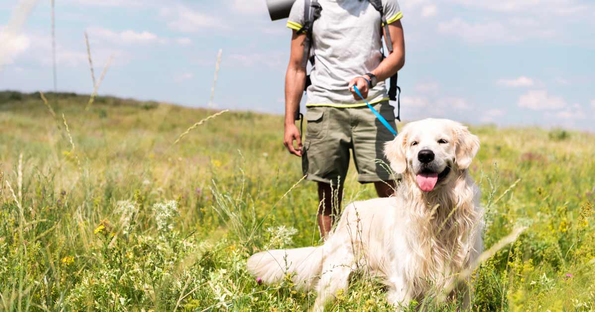 Male hiker walking with golden retriever dog