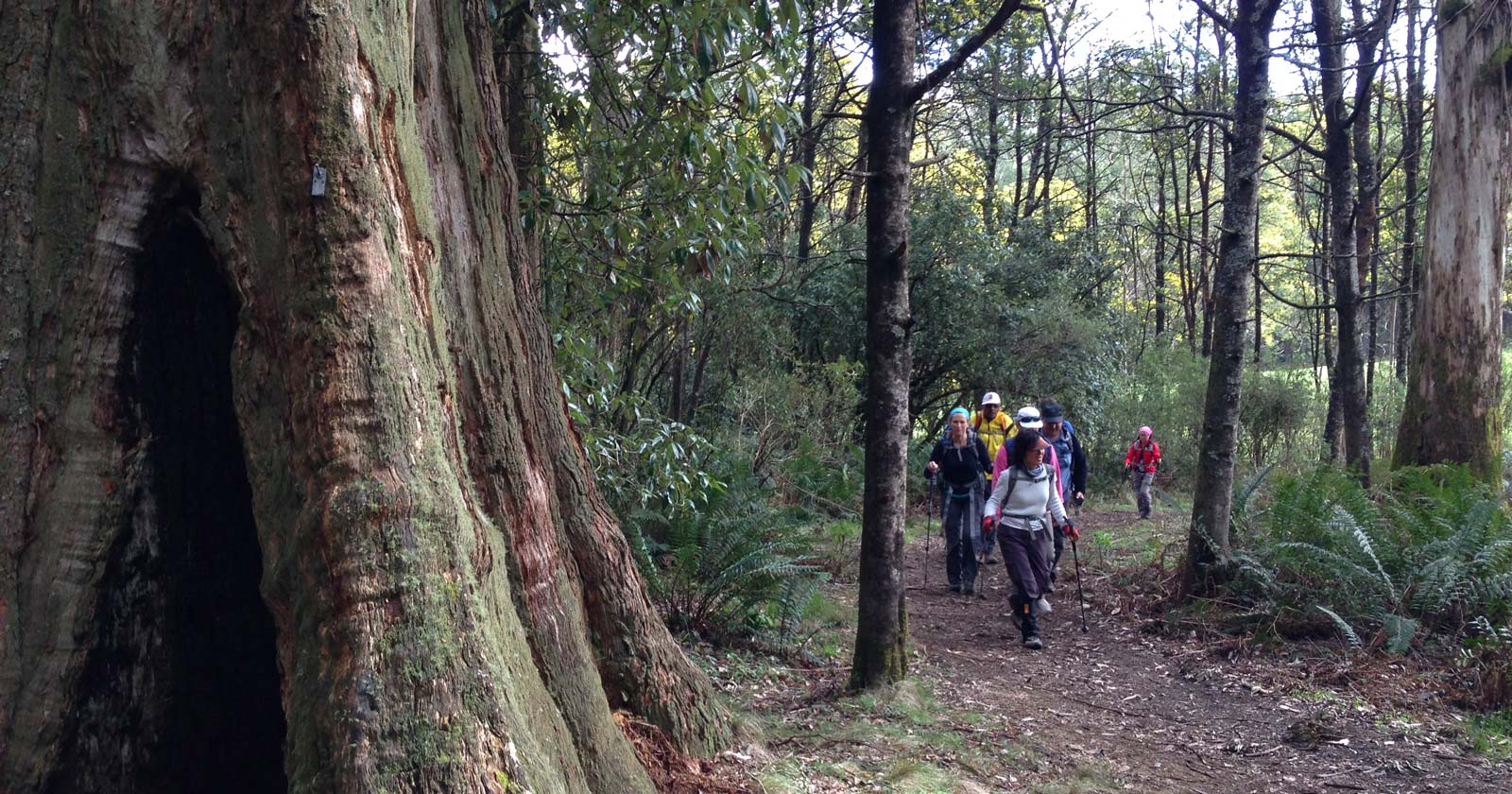10 popular hikes near Melbourne: Hand picked for you Macedon ranges walking trail – macedon ranges
