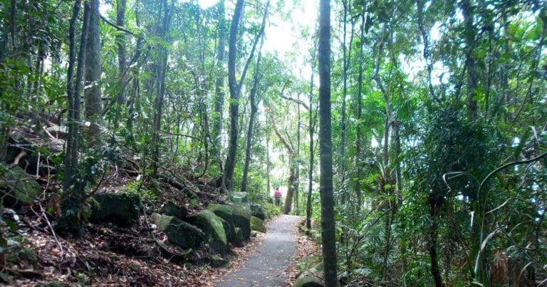 Burleigh Head Rainforest Circuit Burleigh head rainforest circuit