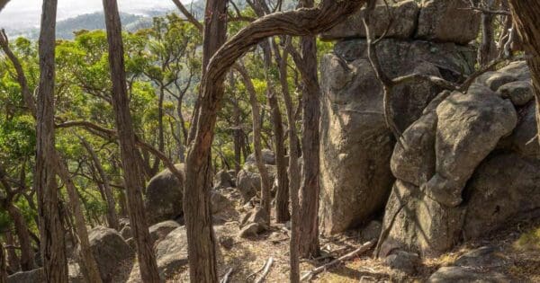 West Ridge & Dog Rocks Circuit West ridge & dog rocks circuit