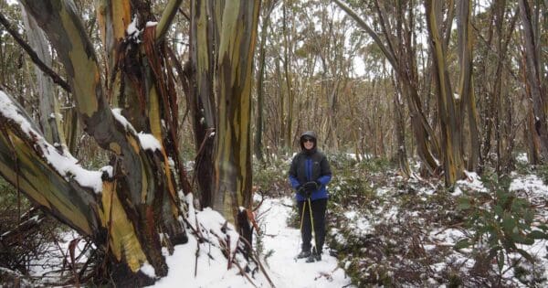 Great Walhalla Alpine Trail Great walhalla alpine trail