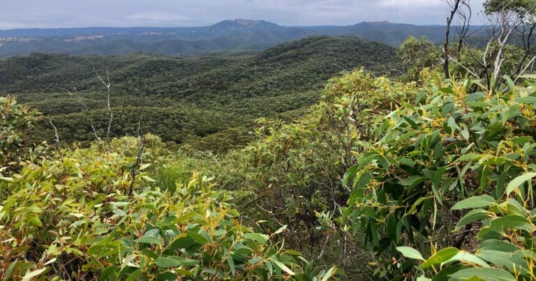 Sugarloaf loop walk