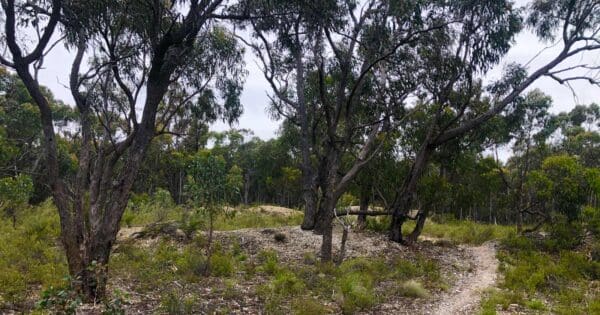 Sugarloaf and djerriwarrh creek