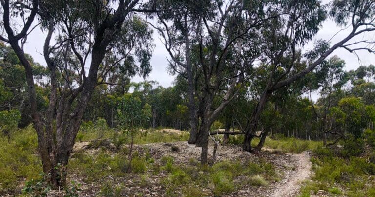 Sugarloaf and djerriwarrh creek