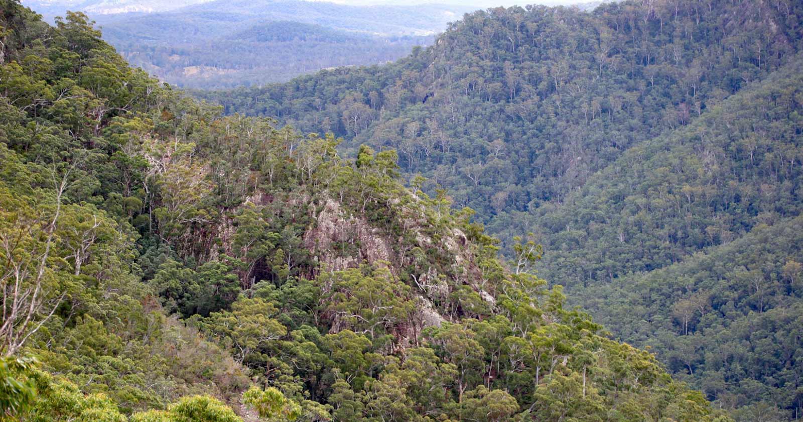 A Hiker's Paradise: Discover 12 of Australia's Great Walks Sunshine coast hinterland great walk (queensland)