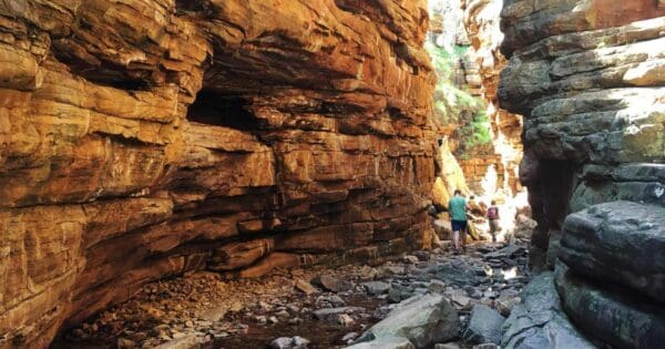 Alligator gorge circuit