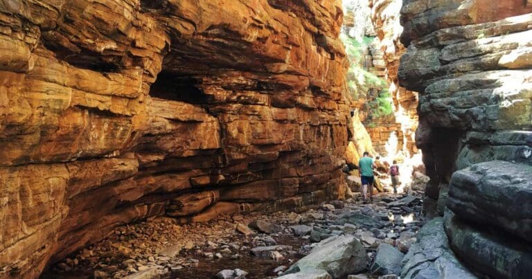 Alligator gorge circuit