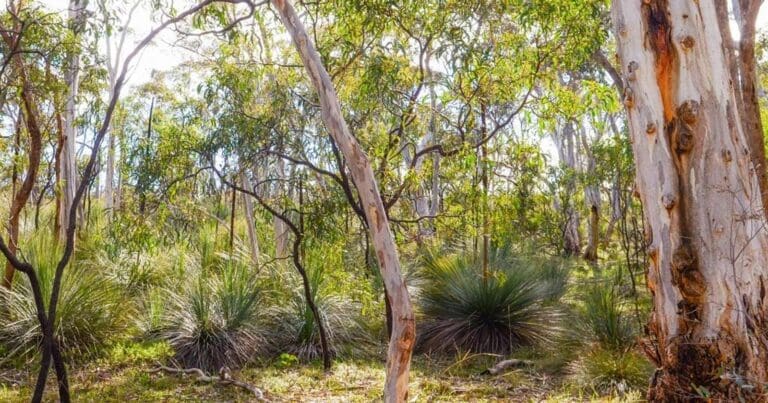 Belair national park to eagle on the hill