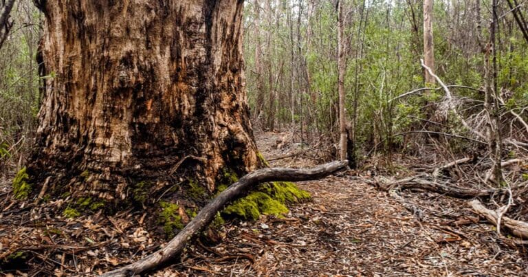 Bolganup heritage trail