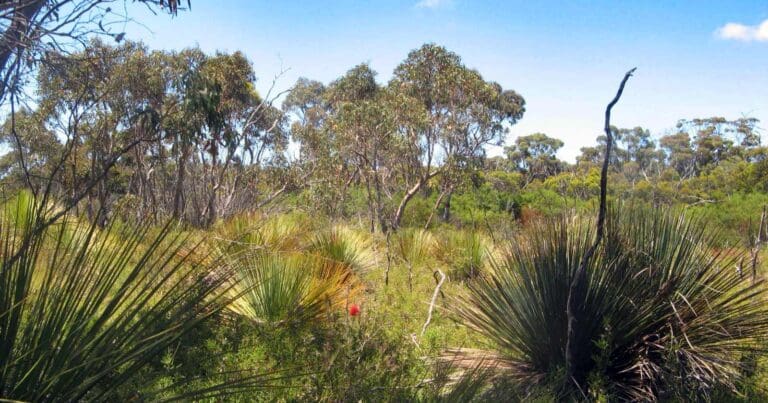 Flinders chase woodland walk