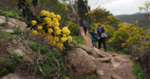 You Yangs Circuit Hike (12.3km) Flinders peak walk 600x315
