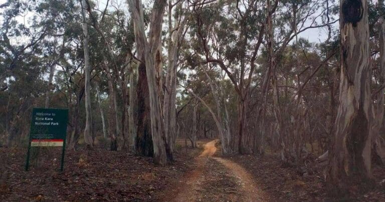 Blue gum ridge traverse
