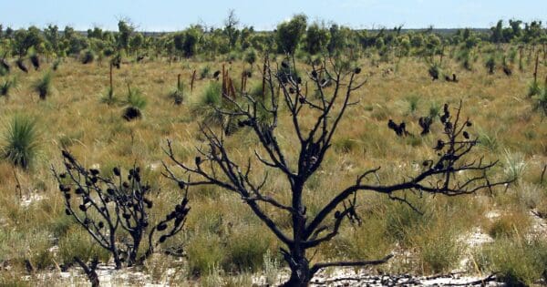 Little desert discovery walk