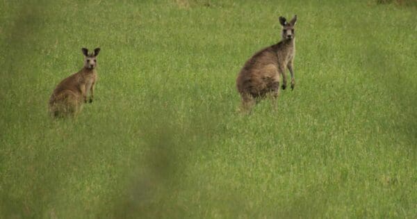 Long point bunkhouse track circuit
