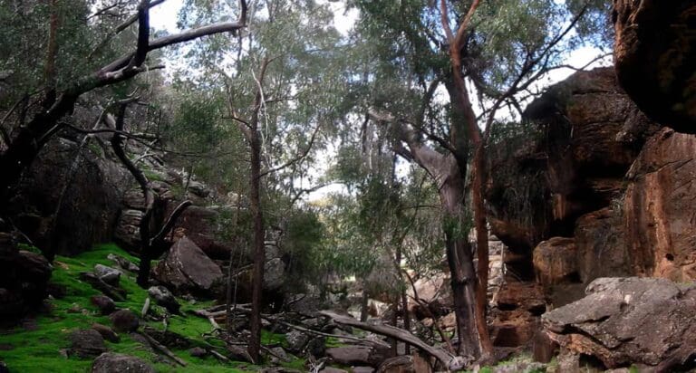 Store creek walking track