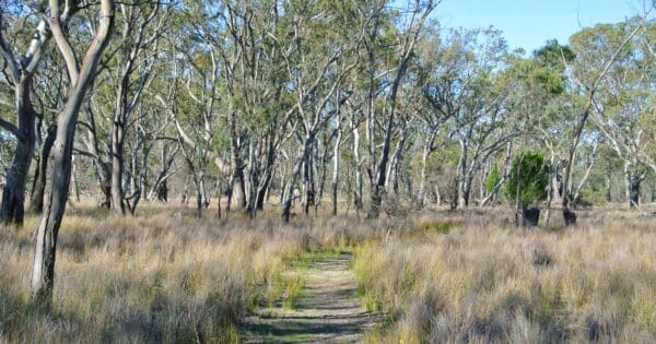 Stringybark walk