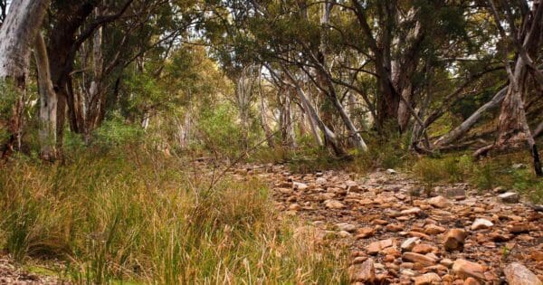 Sugar gum lookout 600x315