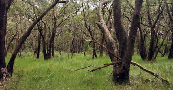 TC McKeller Walk Tc mckeller walk