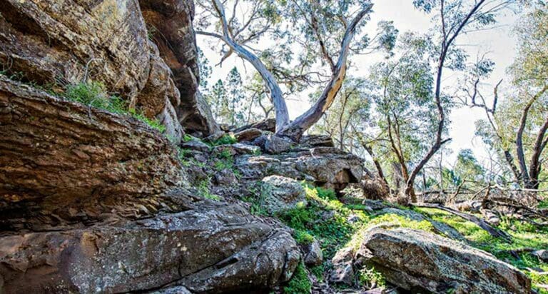 Woolshed falls walking track
