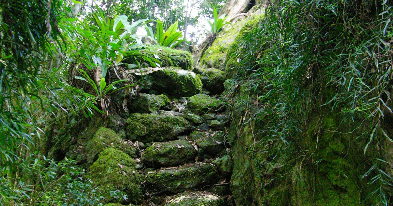 Lamington National Park: Queensland’s Hiking Paradise Araucaria lookout track