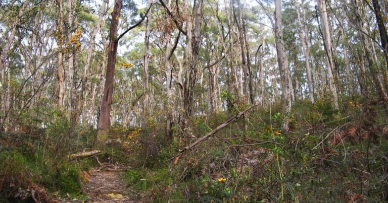 Bandicoot circuit walk